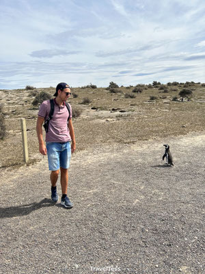 Pinguïns bij Punta Tombo