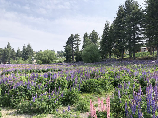 Lupine Lake Tekapo