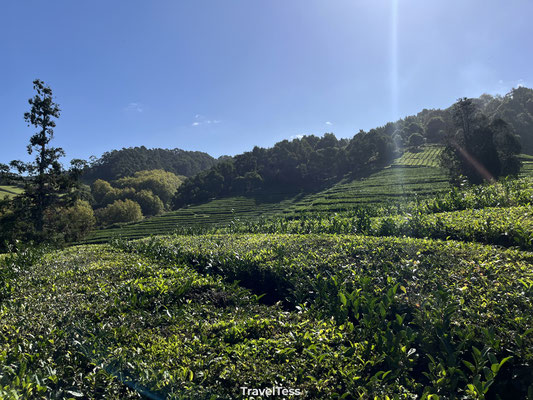 Gorreana Tea Plantation
