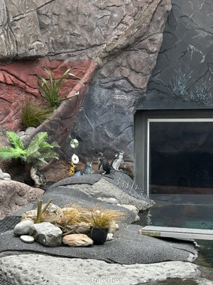 Pinguïns in International Antarctic Centre