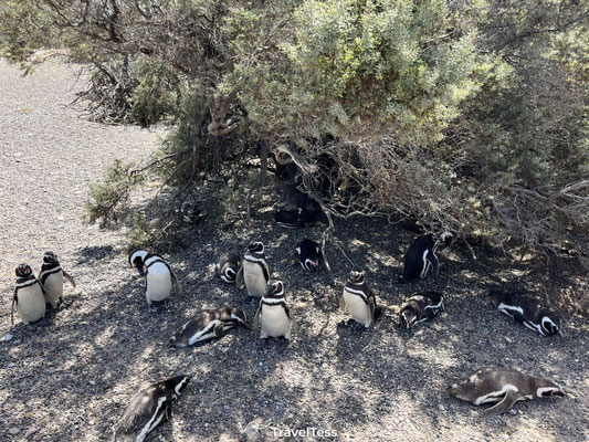 Pinguïns bij Punta Tombo