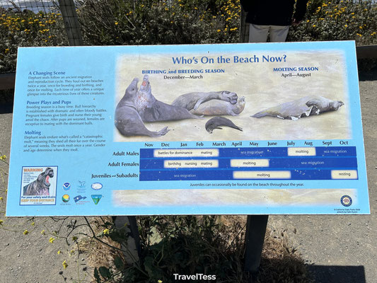 Elephant Seal Vista Point