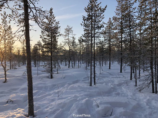 Lapland sneeuw landschap