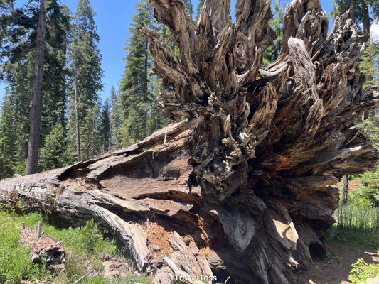 Omgevallen sequoiaboom