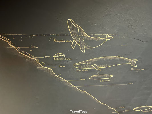 Whale Museum Húsavík