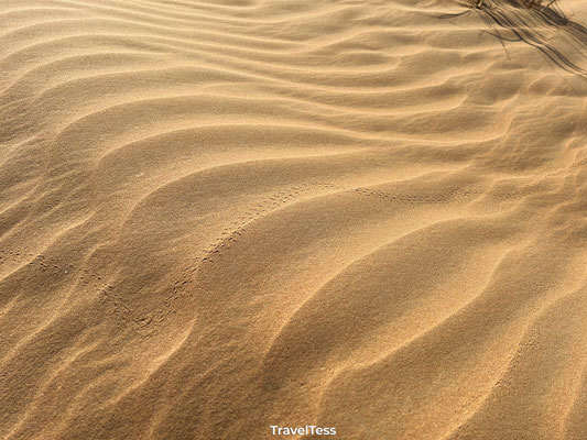 Desert Safari