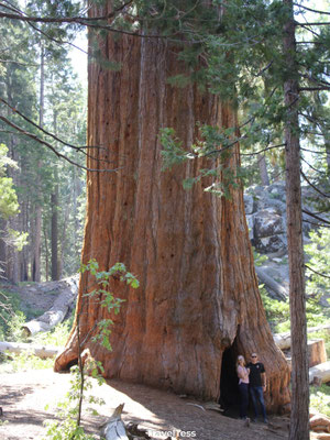 Kings Canyon National Park