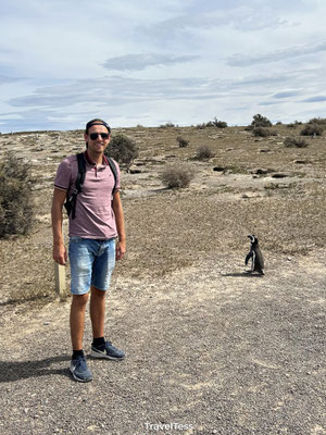 Pinguïns bij Punta Tombo