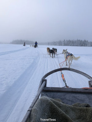 Husky sleetocht Finland