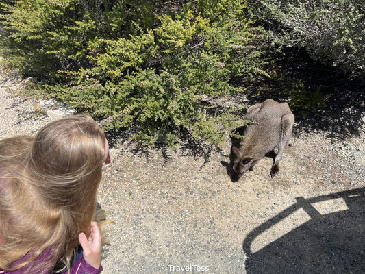 Ontmoeting met een wallaby