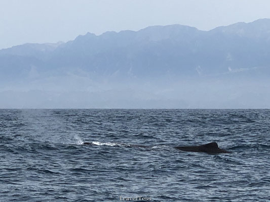 Walvis gespot bij Kaikoura