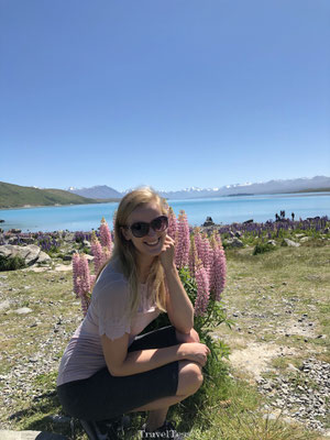 Roze lupinen Lake Tekapo