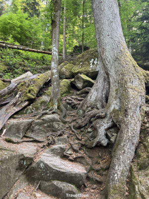 Boom bij Triberg watervallen