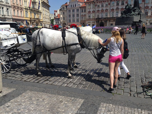Paardenkoets Praag