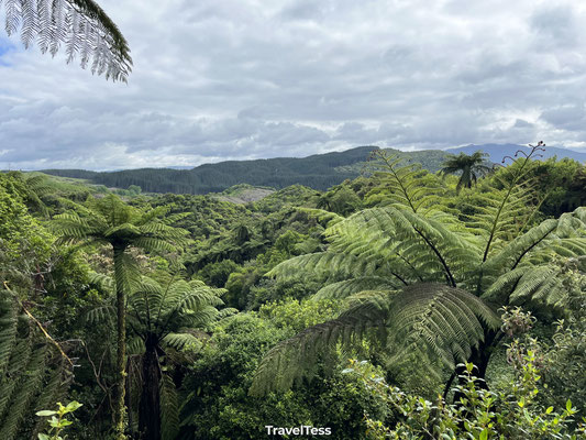 Waimangu Volcanic Valley