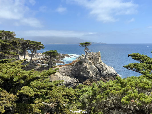 Lone Cypress