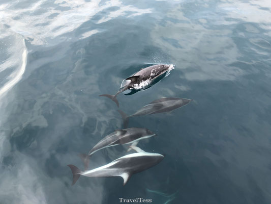 Wilde dolfijnen in Kaikoura