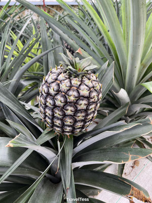 Ananasplantage