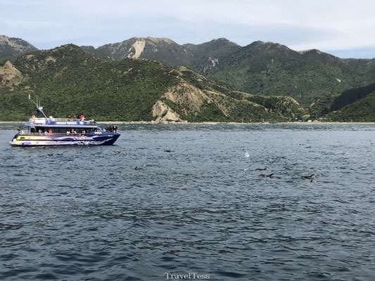 Varen in zee Kaikoura