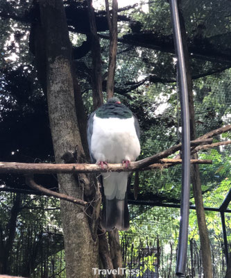 Kiwi Birdlife Park dikke duif