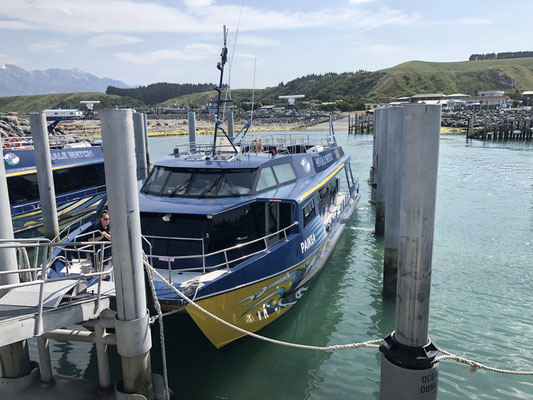 Kaikoura Whale Watch boot