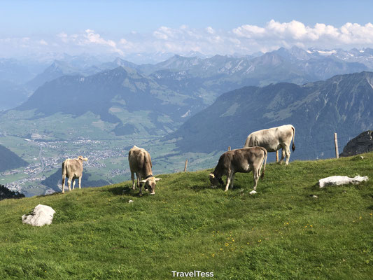 Zwitsers Alpen beeld