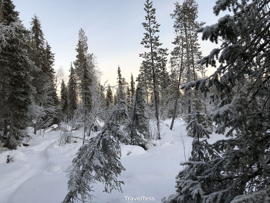 Natuur Fins Lapland
