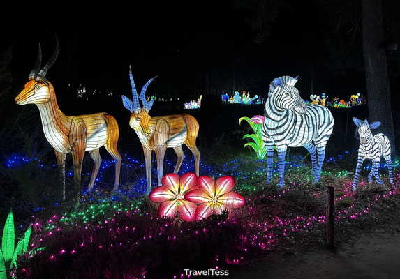 Light Safari