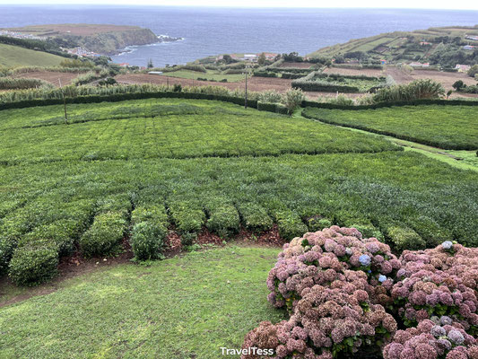 Theeplantage