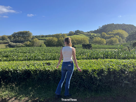 Gorreana Tea Plantation