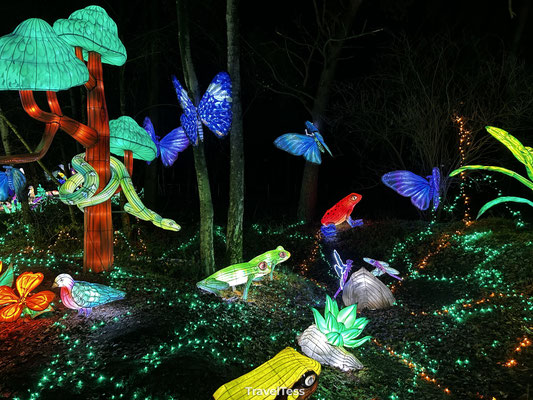 Light Safari