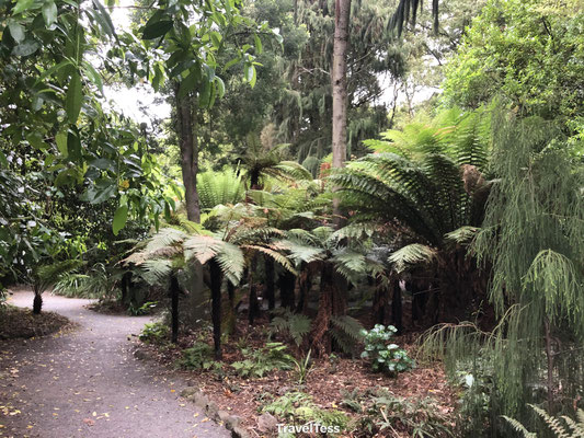 Oude planten in botanische tuin van Christchurch 