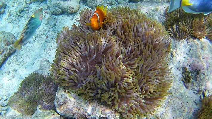 Snorkelen op de Malediven