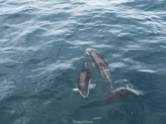 Groep dolfijnen in Kaikoura