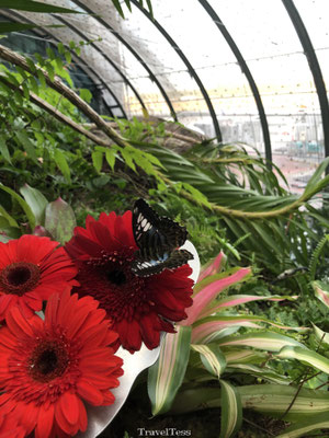 Singapore vliegveld Butterfly Garden