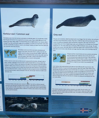 Zeehonden bij Ytri Tunga