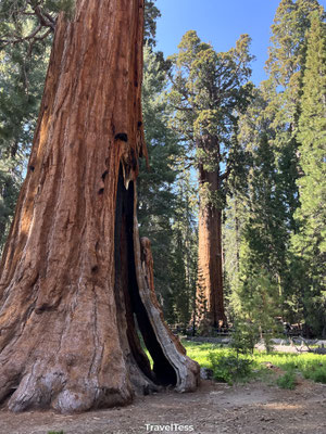 Sequoia National Park