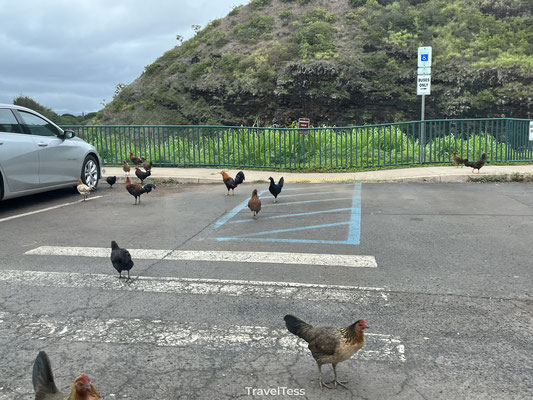 Kippen invasie op parkeerplaats Kauai
