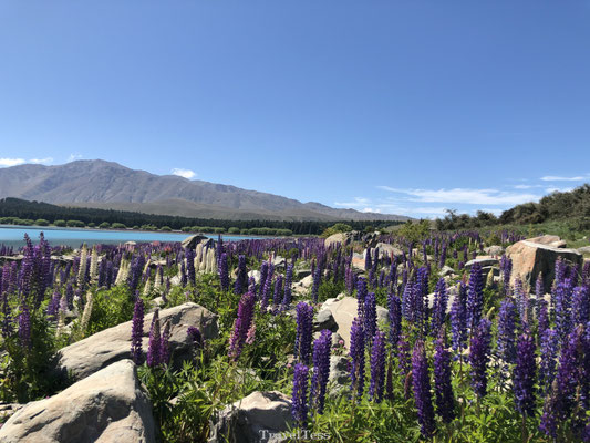 Lupinen bij Lake Tekapo
