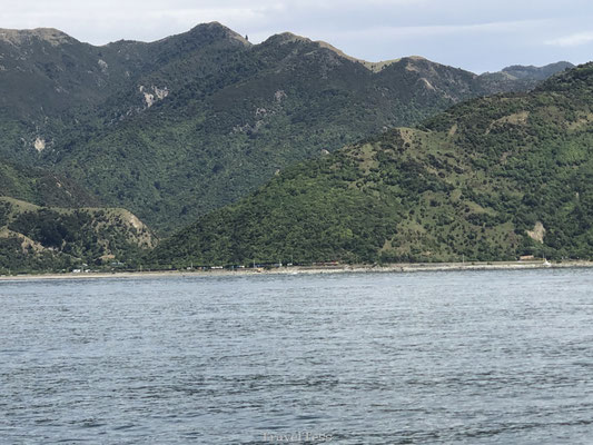 Dolfijnen in zee Kaikoura