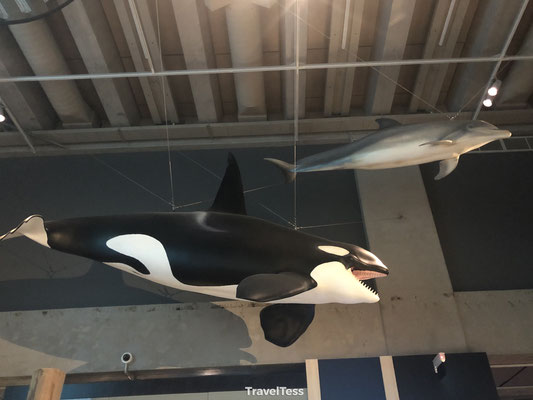 Te Papa Museum orka