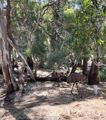 Emoes in Flinders Ranges National Park