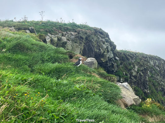 Papegaaiduiker bij Dyrhólaey