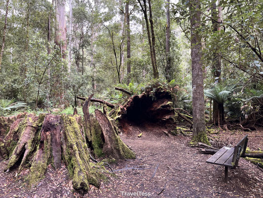 Mount Field National Park