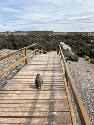Pinguïns bij Punta Tombo
