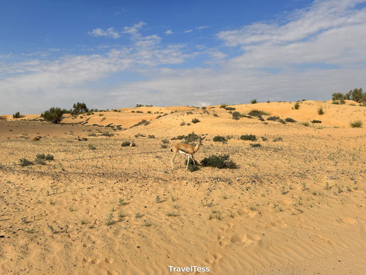 Gazelle gespot
