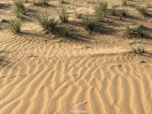 Desert safari vanuit Dubai