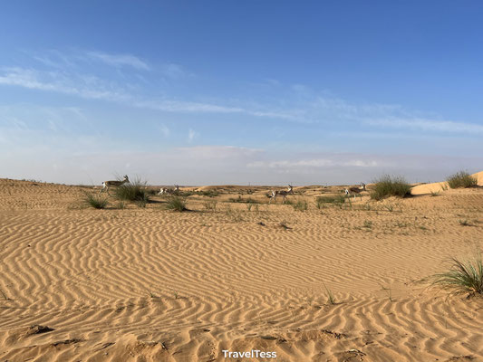 Desert safari Dubai