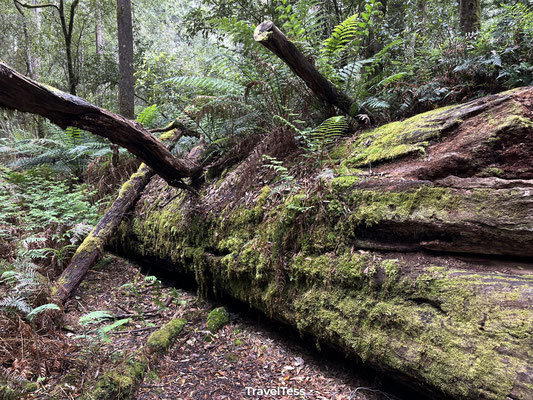 Mount Field National Park