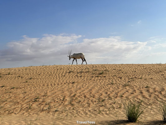 Desert safari vanuit Dubai